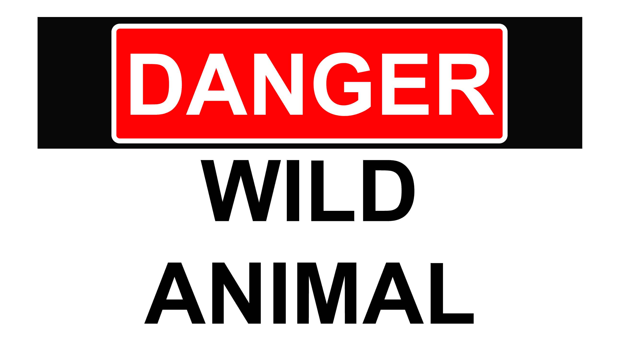 Danger Wild Animals Alligators in Florida