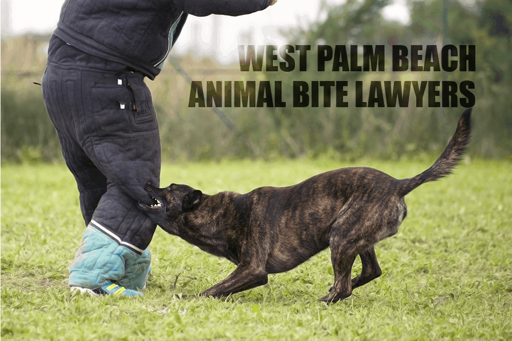 West Palm Beach Animal Bite Lawyer | Shiner Law Group, P.A.